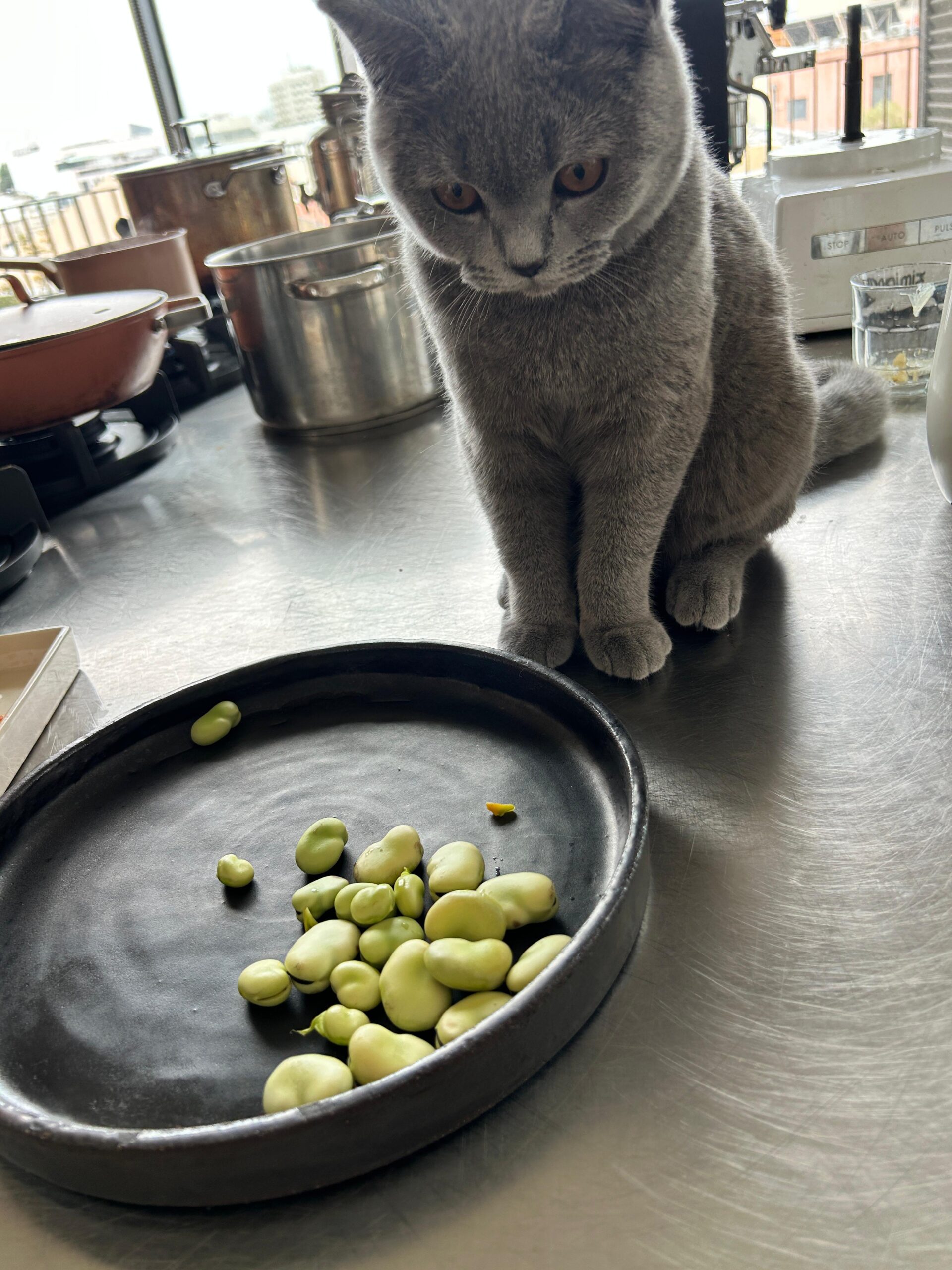 Fresh Fava Beans with Swiss Chard
